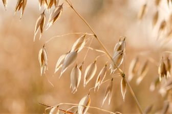 beleaf_Frontpage_Stage