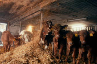 stories-bauernbotschafter-schmid-familie-stage-image