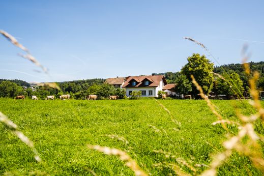 Rohrhof_T?ngi_K?nten_Hof