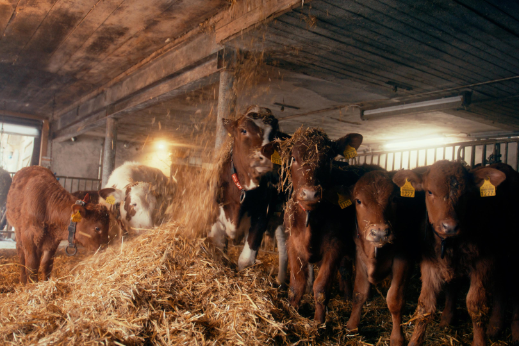 stories-bauernbotschafter-schmid-familie-stage-image