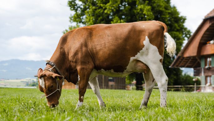 Bigler Innerdorf_Bigler_Mamishaus_Kuh