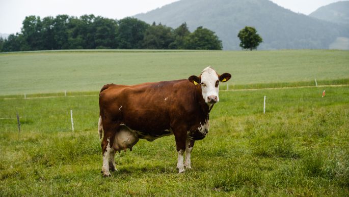 Buchhof_B?rgi_Erlinsbach_Kuh