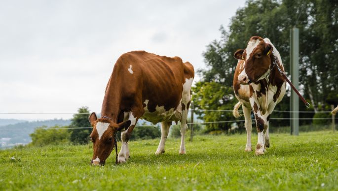 Egghof_Lienhard_Steinmaur_Kuh