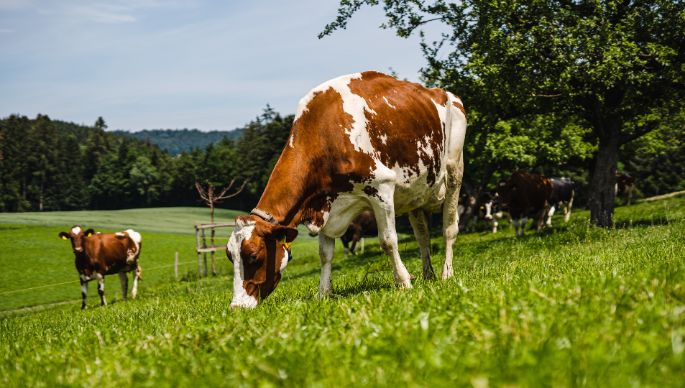 Familie_Moser_Moser_Mittelhaeusern_Kuh