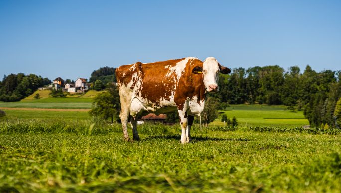 Feldhof Wiederkehr_Wiederkehr_Gontenschwil_Kuh