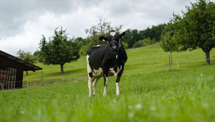 Gebr?der Widmer_Widmer_Oberkulm_Kuh