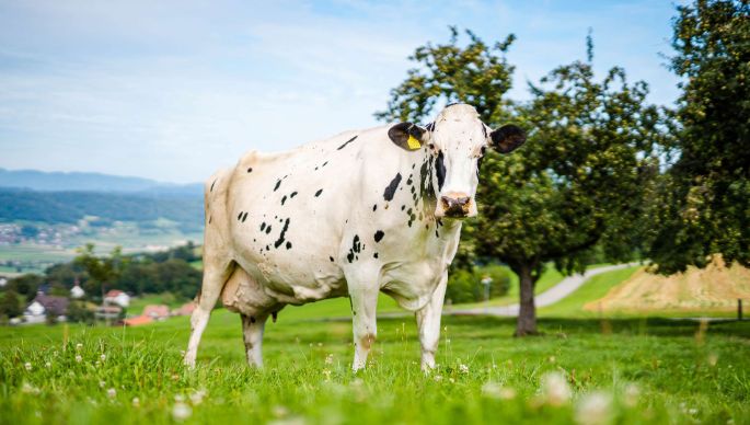 Lindenhof_Huber_Unterlunkhofen_Kuh