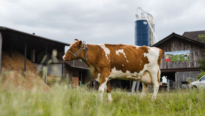 Hegenhof_Aebersold_Bollodingen_Kuh