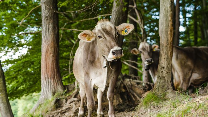 Hof Sommer_Oberer Glasbach_Rohrbachgraben_Kuh