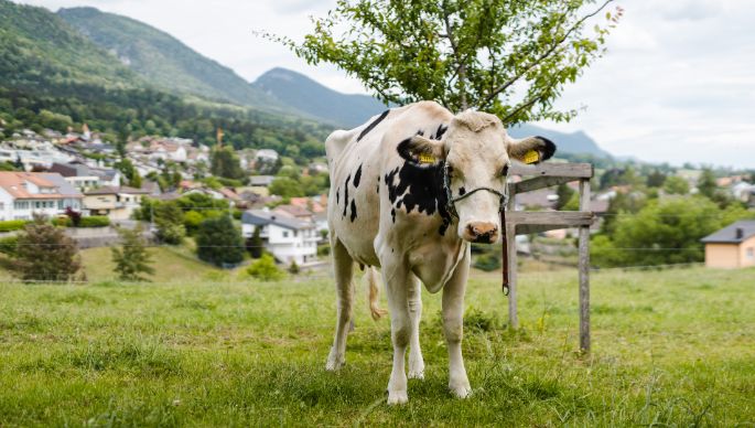 Hof Tschui_Tschui_Grenchen_Kuh