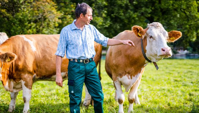 Hof_Lanzenen_Balmer-Müllener_Interlaken_Kuh