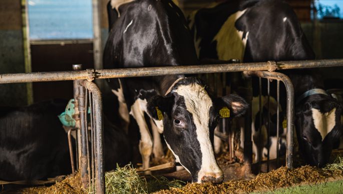 Huebelihof_Baumann_Diessbach_Kuh