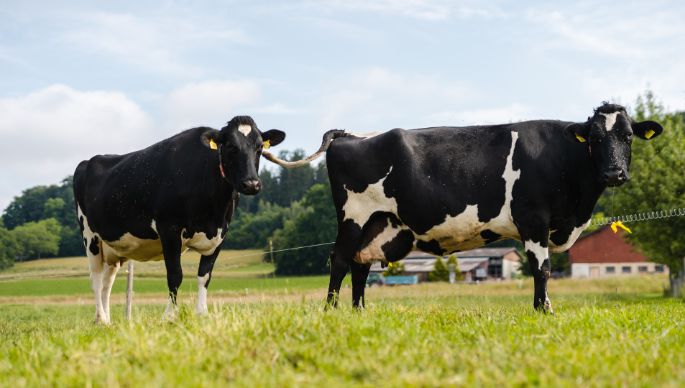 Im Feld_Frei_Freudwil_Kuh