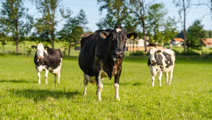 Innerrain_B?hlmann_Emmenbr?cke_Kuh