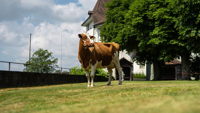 Landwirtschaftsbetrieb Schloss_H?usler_Sumiswald_Kuh