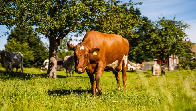 Langenmatt_Etterlin_Muri_Kuh1