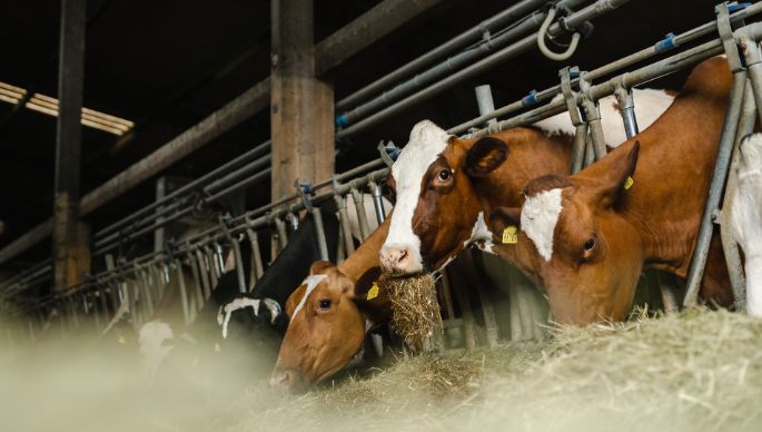 Langmatthof Koch_Koch_Suhr_Kuh