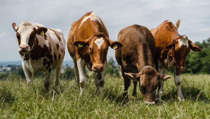 Loostudfarm_Koch_Berikon_Kuh