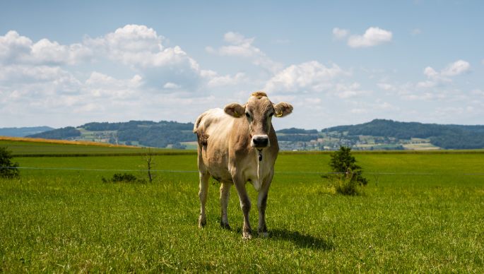 M?hlehof_Gauch_Bettwil_Kuh