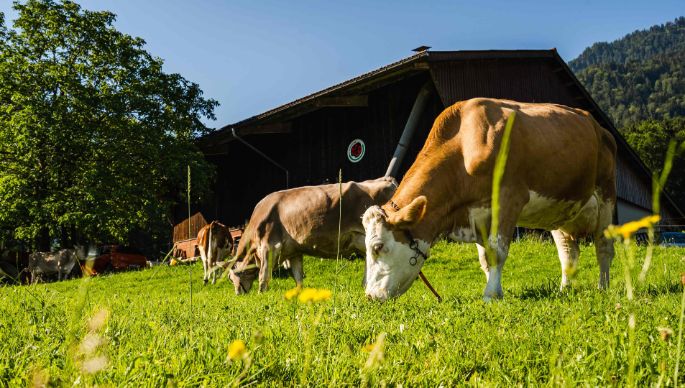 Schwabenweid_Kistler_Reichenburg_Kuh