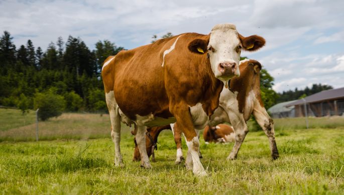 Tierhof_Messerli_Wengi b. B?ren_Kuh