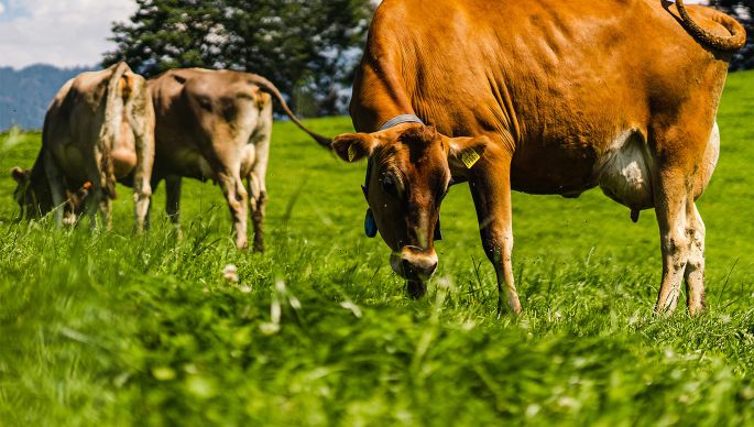 Underberg_Dahinden_Schoepfer_Schuepfheim_Kuh2_zugeschniten