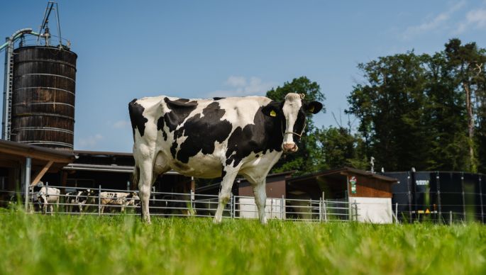 Waldhof Steinmann_Steinmann_Büttikon_Kuh