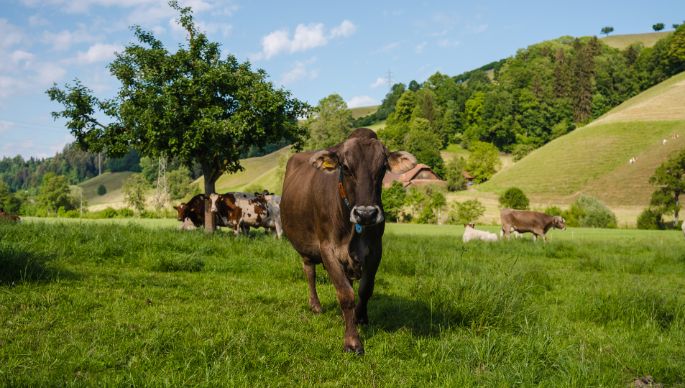 Wiggermatt_Meier_Willisau_Kuh