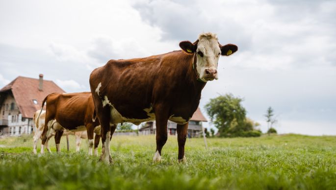 Wohleiberg_Schmid_Frauenkappelen_Kuh