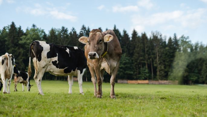 Wolfacker_Baumgartner_Hagendorn_Kuh