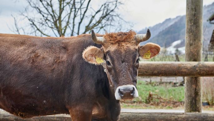 Allmend, Urs Lehmann, Belp_Kuh_Ganzkörper_4