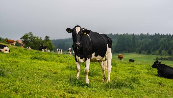 Amselberg_Wüthrich_Worb_Kuh