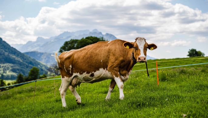 Berger Bio-Hof_Berger_Aeschi b Spiez_Kuh