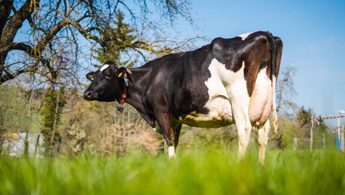 Berghof_Geltwil_Ithen-Meier_Berghof_Kuh