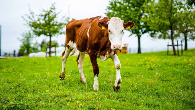 Biohof_Salbühl_Jenni_Sumiswald_Kuh