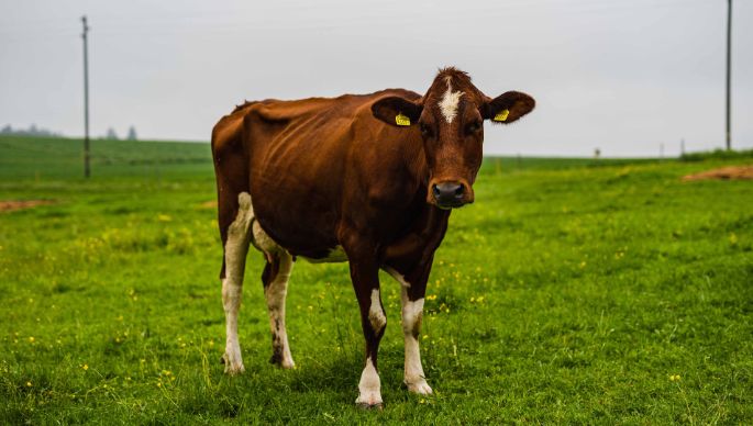 Biohof Weyer_Streit_Oberbalm_Kuh2