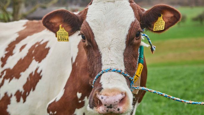 Birkenhof Teller, Simon Teller, Endingen_Kuh_Portrait