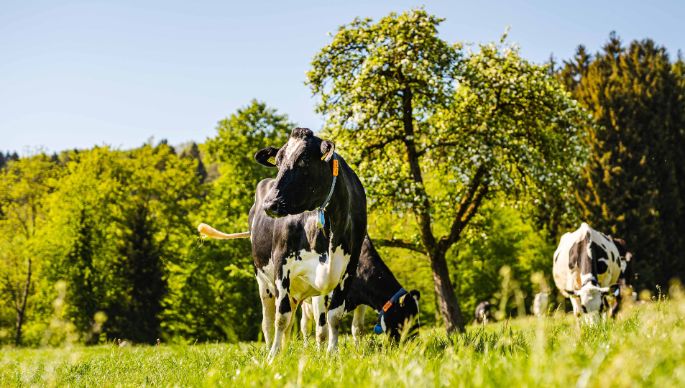 Buchacker_Meyer_Dintikon_Kuh