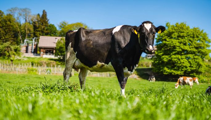 Buckacherhof_Knecht_Schneisingen_Kuh_2