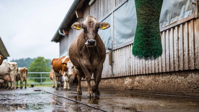 Büelhof_Trutmann_Riedikon_Kuh1