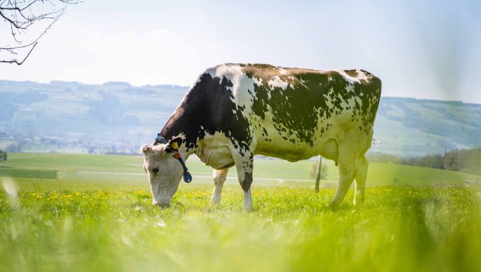 Buehlen_Zimmermann_Kleinwangen_Kuh