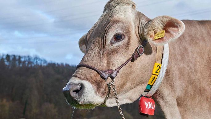 Chleehof, Beat Zimmermann-Knecht, Fisibach_Kuh_Portrait