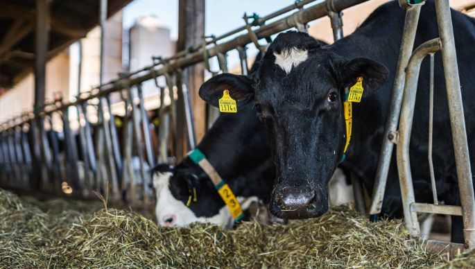 Coldfield Diary_Oppliger_Kaltacker_Kuh 2