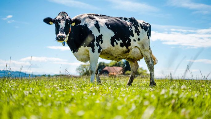 Eichhof_Krebs-Jenni_Bühl_b._Aarberg_Kuh