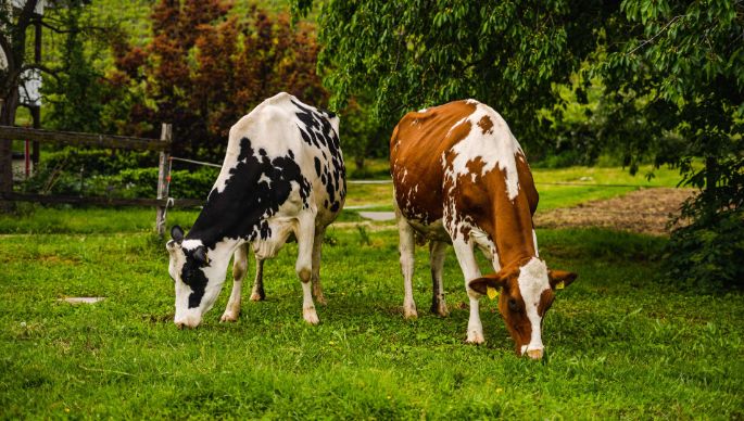 Erliacherhof_Willi_Würenlos_Kuh