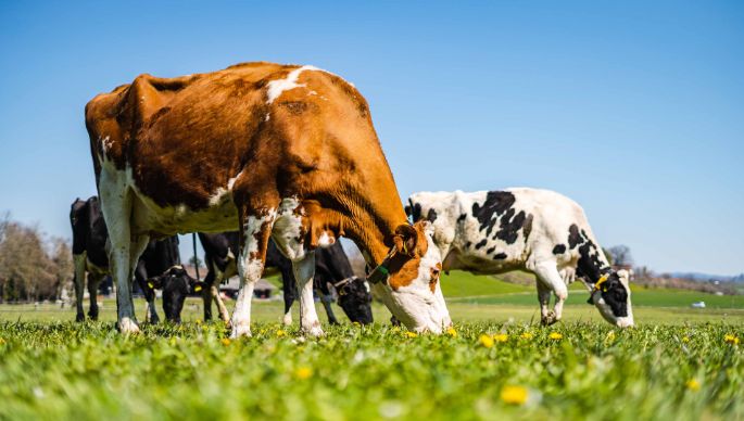 Familie Berchtold_Berchtold_Riedikon_Kuh
