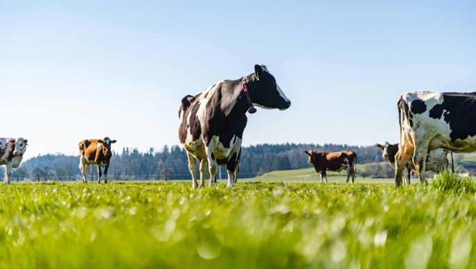 Familie Fürst_Fürst_Mönchaltdorf_Kuh