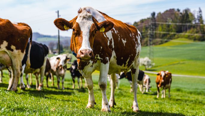 Familie_Sigrist_Loosli_Sigrist_Madiswil_Kuh