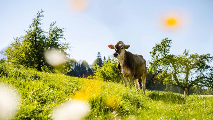 Familie Stalder_Stalder-Egli_Nottwil_Kuh