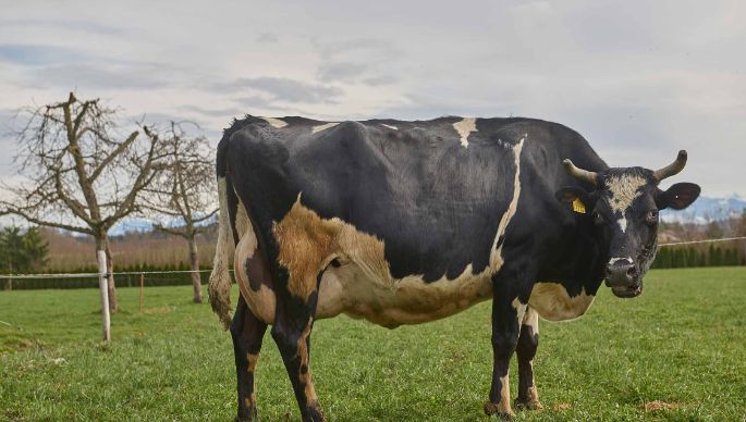 Flurhof, Urban Keusch, Boswil_Kuh_Ganzkörper